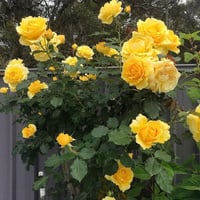 Image 7 of Pre-Order - GOLD BUNNY CLIMBER ROSE