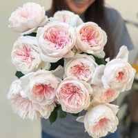 Image 8 of TRANQUILITY ROSE