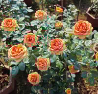 Image 8 of Pre-Order - BORA BORA ROSE