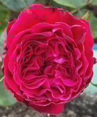 Image 2 of ROUGE ROYALE ROSE