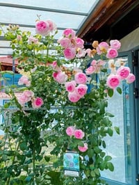 Image 4 of MON COEUR CLIMBING ROSE 