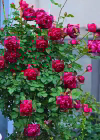 Image 7 of Pre-Order - AUTUMN ROUGE ROSE