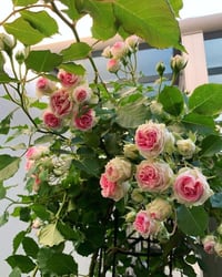 Image 7 of Pre-Order EDEN CLIMBER aka EDEN 85