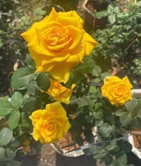 Image 6 of Pre-Order - AMBER QUEEN ROSE