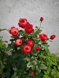 Image 8 of CINNABAR BOWL ROSE
