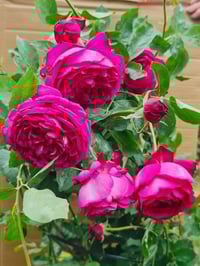 Image 6 of YVES GARDEN SCENT ROSE