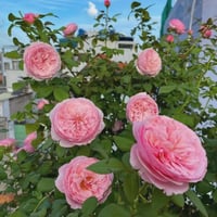 Image 6 of CAREY ROSE (Ausweather)