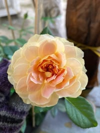 Image 7 of MOLINEUX ROSE (Ausmol)
