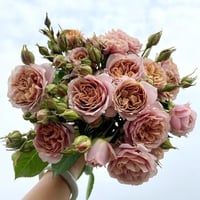 Image 7 of Pre-Order - IORI ROSE