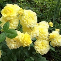 Image 5 of YELLOW MEILOVE ROSE aka ANNE DUPERY ROSE