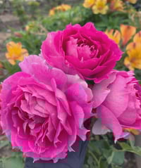 Image 1 of SHEHERAZAD ROSE