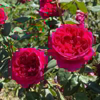Image 3 of ROUGE ROYALE ROSE