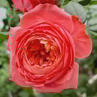 Image 1 of Pre-Order -  FLAMINGO ROSE