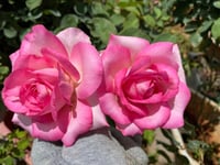 Image 3 of Pre-Order - BEVERLY ELEGANZA ROSE