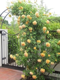 Image 8 of Pre-Order - GOLD BUNNY CLIMBER ROSE
