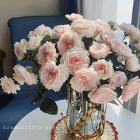 Image 9 of TRANQUILITY ROSE