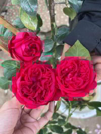 Image 3 of RED EDEN CLIMBER ROSE