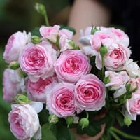 Image 6 of MON COEUR CLIMBING ROSE 