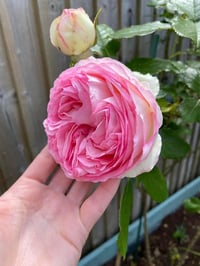 Image 8 of Pre-Order EDEN CLIMBER aka EDEN 85