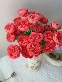 Image 9 of CINNABAR BOWL ROSE