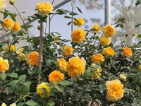 Image 8 of MOLINEUX ROSE (Ausmol)