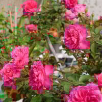 Image 6 of Pre-Order IVOR'S ROSE