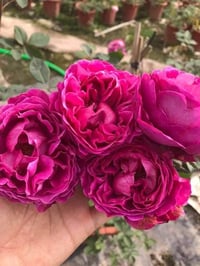 Image 7 of YVES GARDEN SCENT ROSE