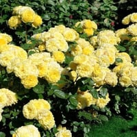 Image 6 of YELLOW MEILOVE ROSE aka ANNE DUPERY ROSE