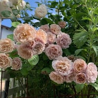 Image 5 of Pre-Order - IORI ROSE