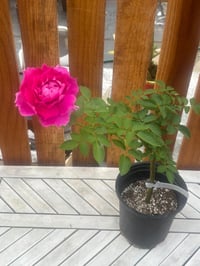 Image 7 of SHEHERAZAD ROSE