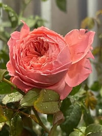 Image 7 of Pre-Order -  FLAMINGO ROSE