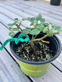 Image 8 of RED EDEN CLIMBER ROSE