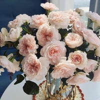 Image 10 of TRANQUILITY ROSE