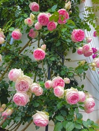 Image 9 of Pre-Order EDEN CLIMBER aka EDEN 85