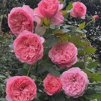 Image 8 of CAREY ROSE (Ausweather)