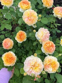 Image 9 of MOLINEUX ROSE (Ausmol)