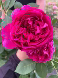 Image 8 of YVES GARDEN SCENT ROSE