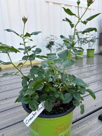 Image 10 of CINNABAR BOWL ROSE