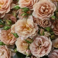 Image 6 of Pre-Order - IORI ROSE