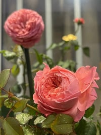 Image 8 of Pre-Order -  FLAMINGO ROSE