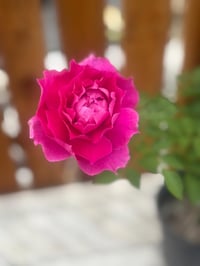 Image 8 of SHEHERAZAD ROSE