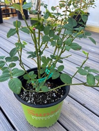 Image 10 of MOLINEUX ROSE (Ausmol)