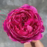 Image 9 of YVES GARDEN SCENT ROSE