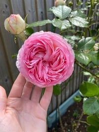 Image 10 of Pre-Order EDEN CLIMBER aka EDEN 85