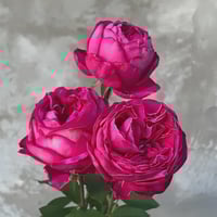 Image 10 of YVES GARDEN SCENT ROSE