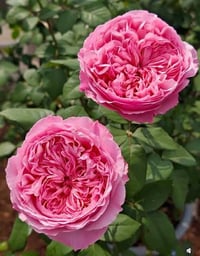 Image 2 of CAREY ROSE (Ausweather)