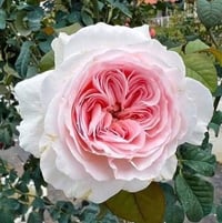 Image 1 of TRANQUILITY ROSE