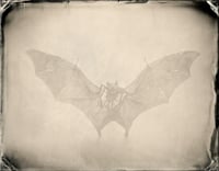 Image 16 of Seas Without A Shore Limited Edition with Slipcase