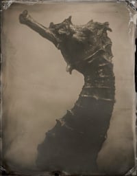 Image 17 of Seas Without A Shore Limited Edition with Slipcase