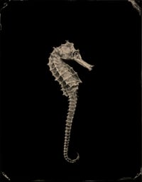 Image 19 of Seas Without A Shore Limited Edition with Slipcase